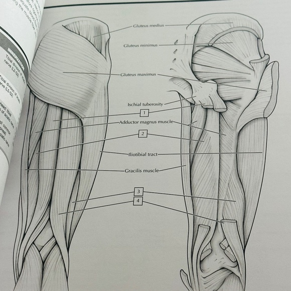 NEW Netter's Anatomy Coloring Book John T Hansen Updated Edition Paperback - Picture 6 of 7